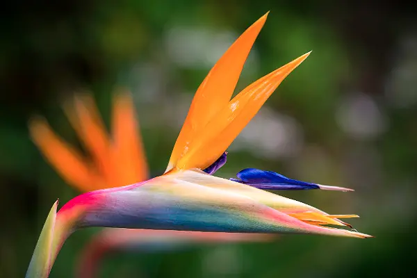 The Bird Of Paradise Flower Photo