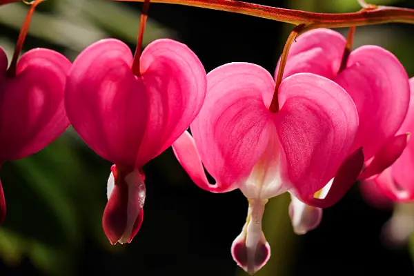 Pink Bleeding Heart Flower Image