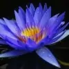 Blue Water Lily Flower