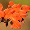 Butea Monosperma Flower