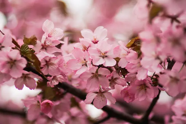 Pink Japanese Cherry Blossom Flower Photo