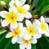 White Frangipani Flower