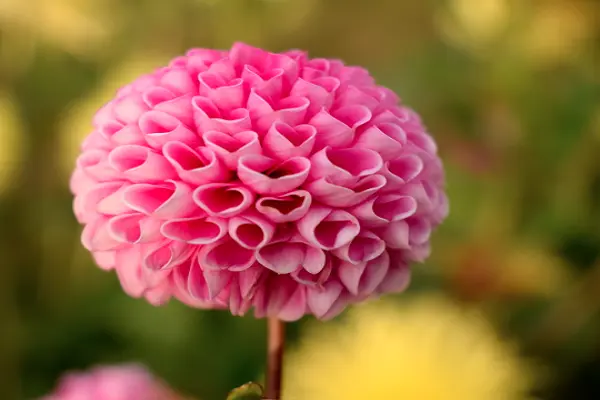 Pink Dahlia Flower Picture