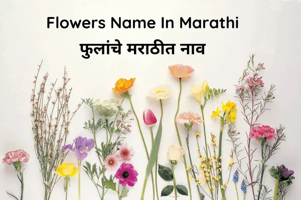 List Of Names Of Flowers In Marathi With Photos