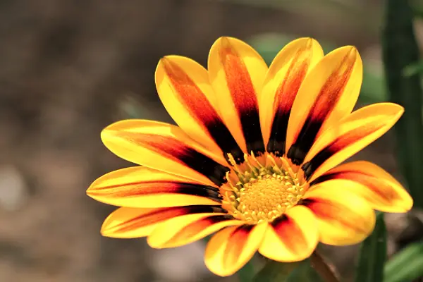 Yellow Gazania Flower Photo