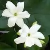 Jasminum Sambac Flower