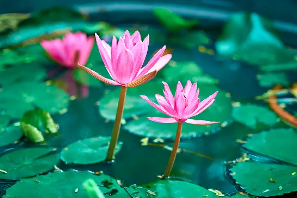 Pink Lotus Flower Picture