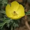 Mexican Prickly Poppy Flower