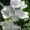 Millingtonia Hortensis Flower