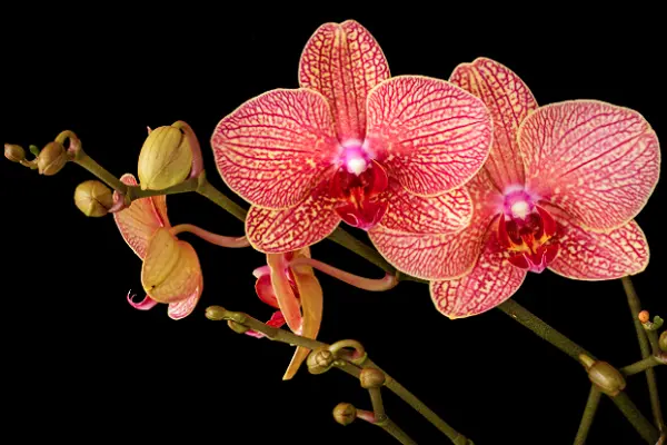 Pink Orchid Flower Picture
