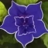 Picotee Blue Morning Glory Flower