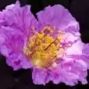 Queen Crape Myrtle Flower