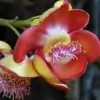 Rohira Flower