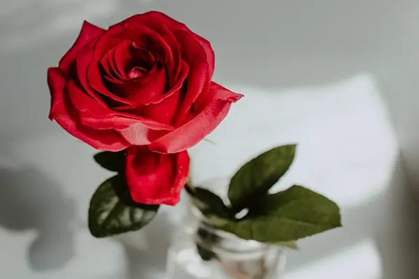 Red Rose Flower Image