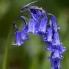 Bluebell Flower