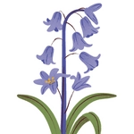 Bluebells Flower
