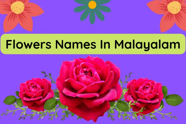 Flower Names In Malayalam With Photos