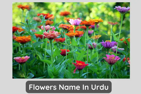 Flower Names In Urdu List