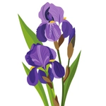 Iris Flower Photo