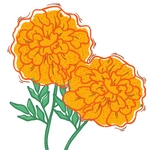 Marigold Flower Photo