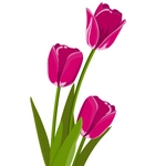 Tulip Photo