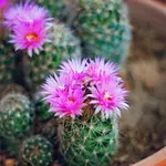 Cactus flower