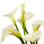 Calla lily