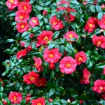 Camellia