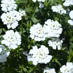 Candytuft