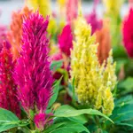 Celosia