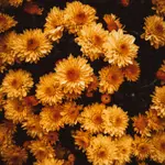 Chrysanthemum