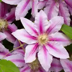 Clematis