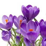 Crocus