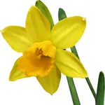 Daffodil