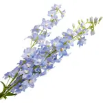 Delphinium