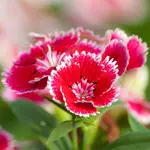 Dianthus