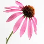 Echinacea