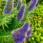 Echium