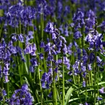 English Bluebell