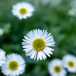 Erigeron