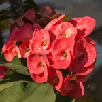 Euphorbia