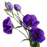 Eustoma