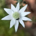 Flannel Flower