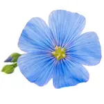 Flax Flower