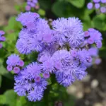 Floss Flower