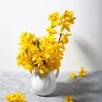 Forsythia