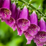 Foxglove