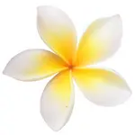 Frangipani