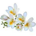 Freesia