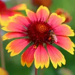 Gaillardia